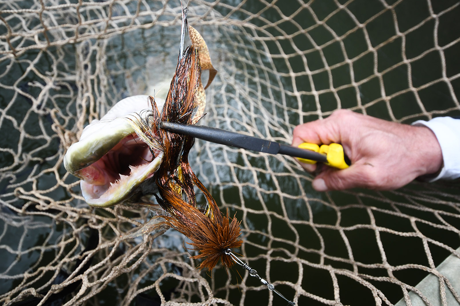 Photo d'un poisson musqué pris dans un filet, avec une pince fixée à la mouche dans sa bouche et la main d'une personne tenant la pince.
