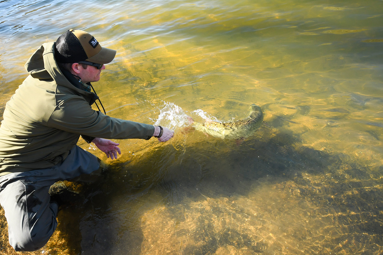 Une photo d'un homme agenouillé dans l'eau, les mains tendues, avec un poisson musqué nageant au loin.