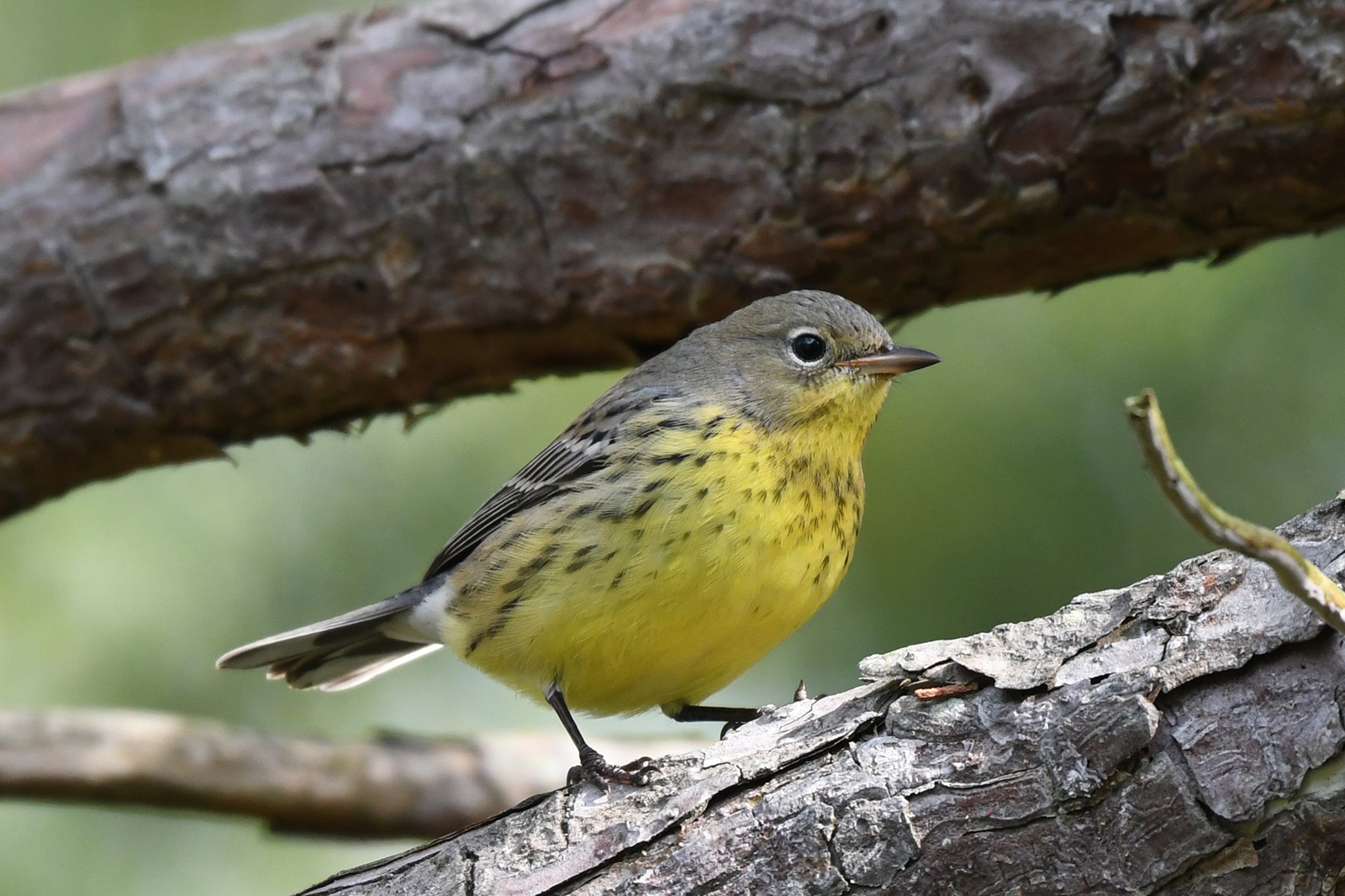 Photo d'un petit oiseau au dessus gris strié et à la poitrine jaune perché sur une branche d'arbre.