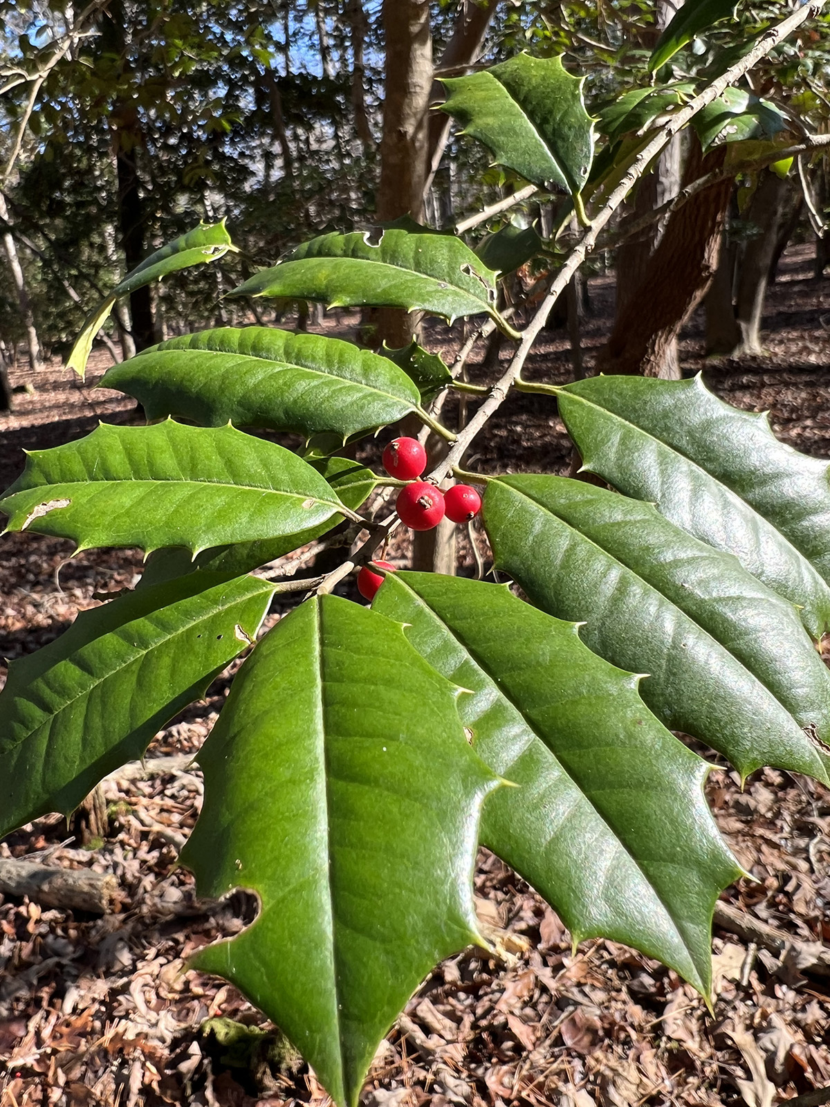 Photo de feuilles de houx vertes et hérissées de baies rouges poussant sur une branche.
