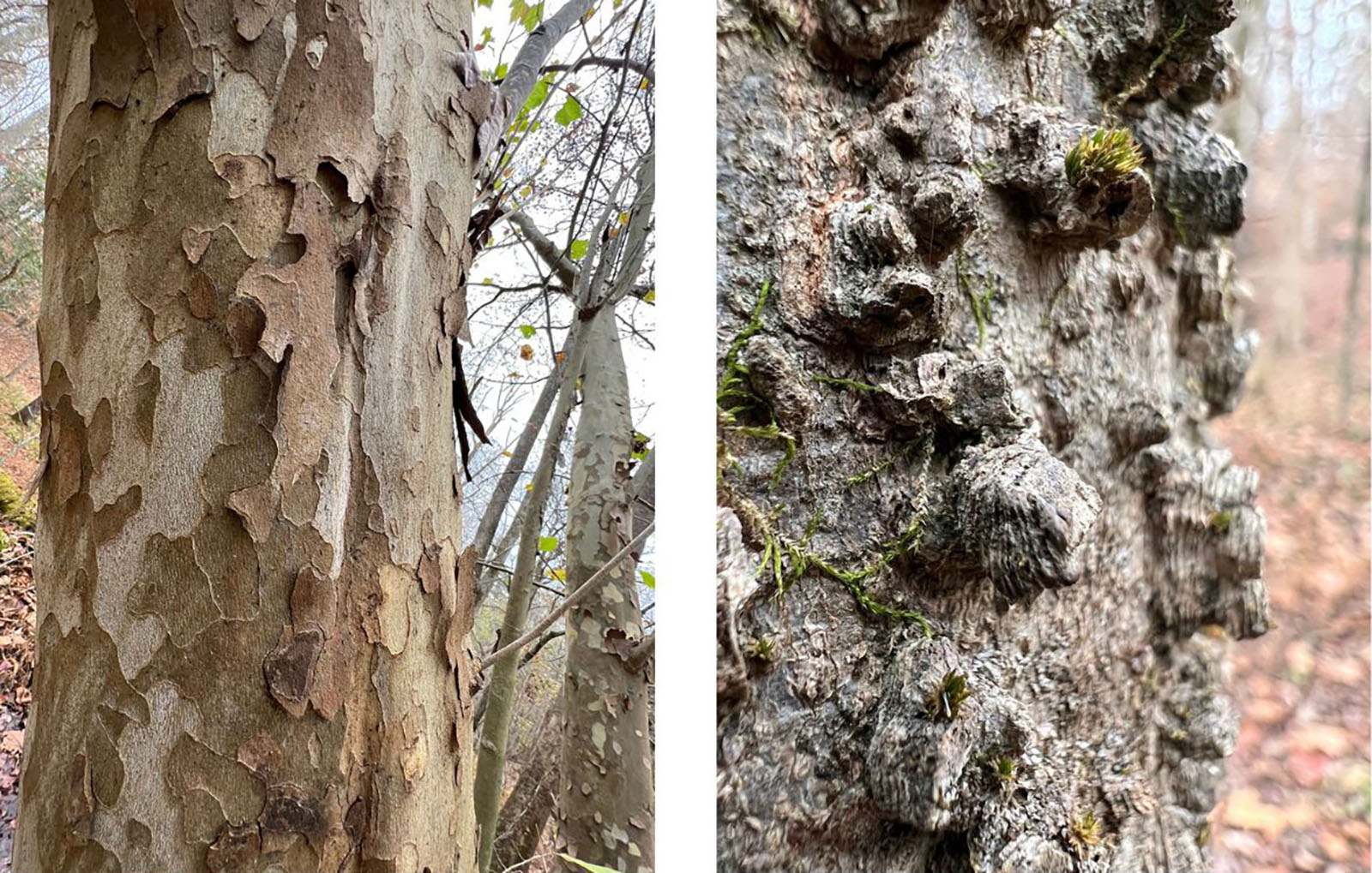 Deux photos côte à côte de gros plans d'écorces d'arbres. Celle de gauche est parcellaire et s'écaille, tandis que celle de droite présente des crêtes bosselées.