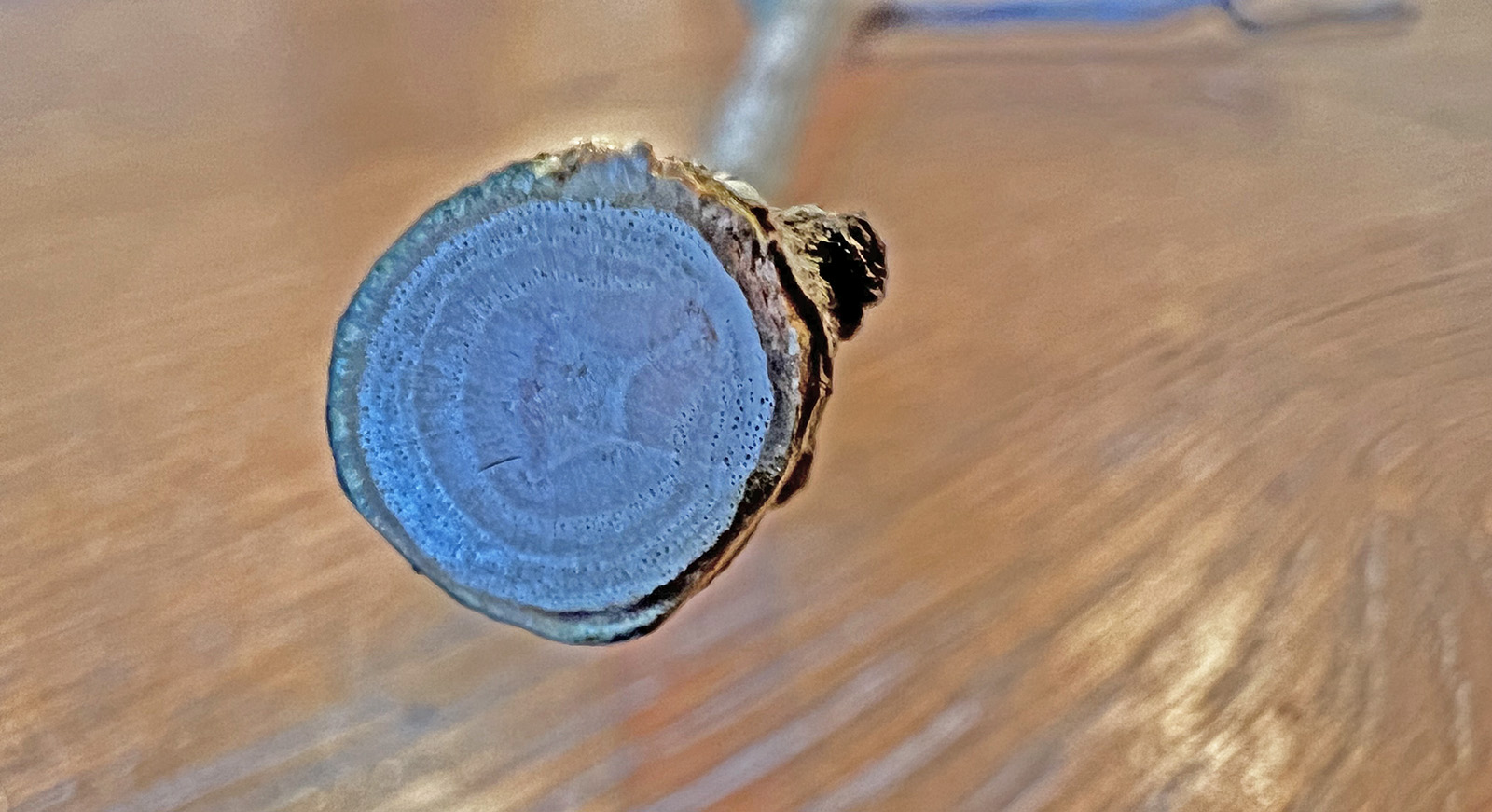 Photo de la section transversale d'une branche, montrant le noyau en forme d'étoile.