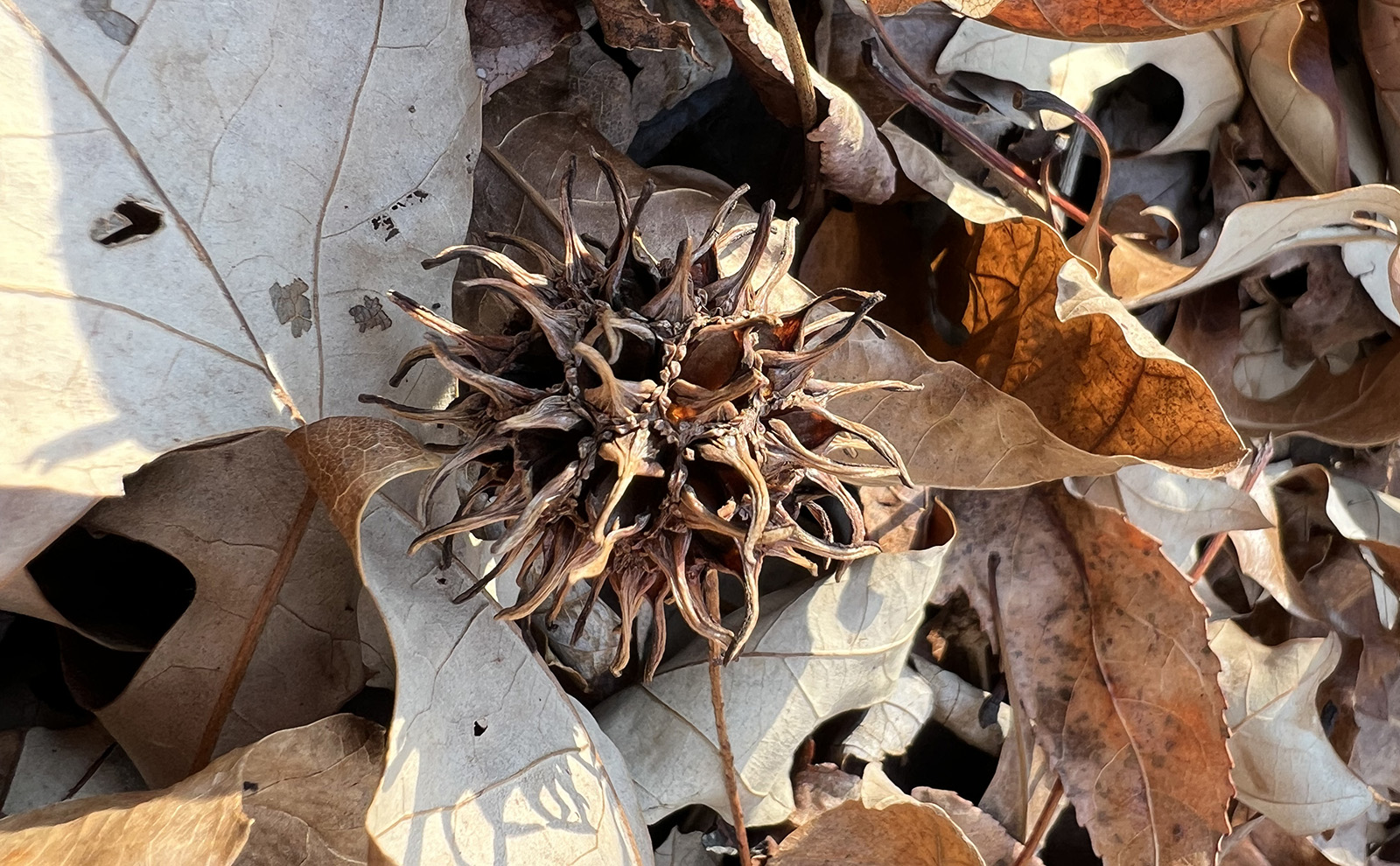 Une boule de graines de gomme douce - une boule ronde, hérissée et séchée - parmi les feuilles mortes.