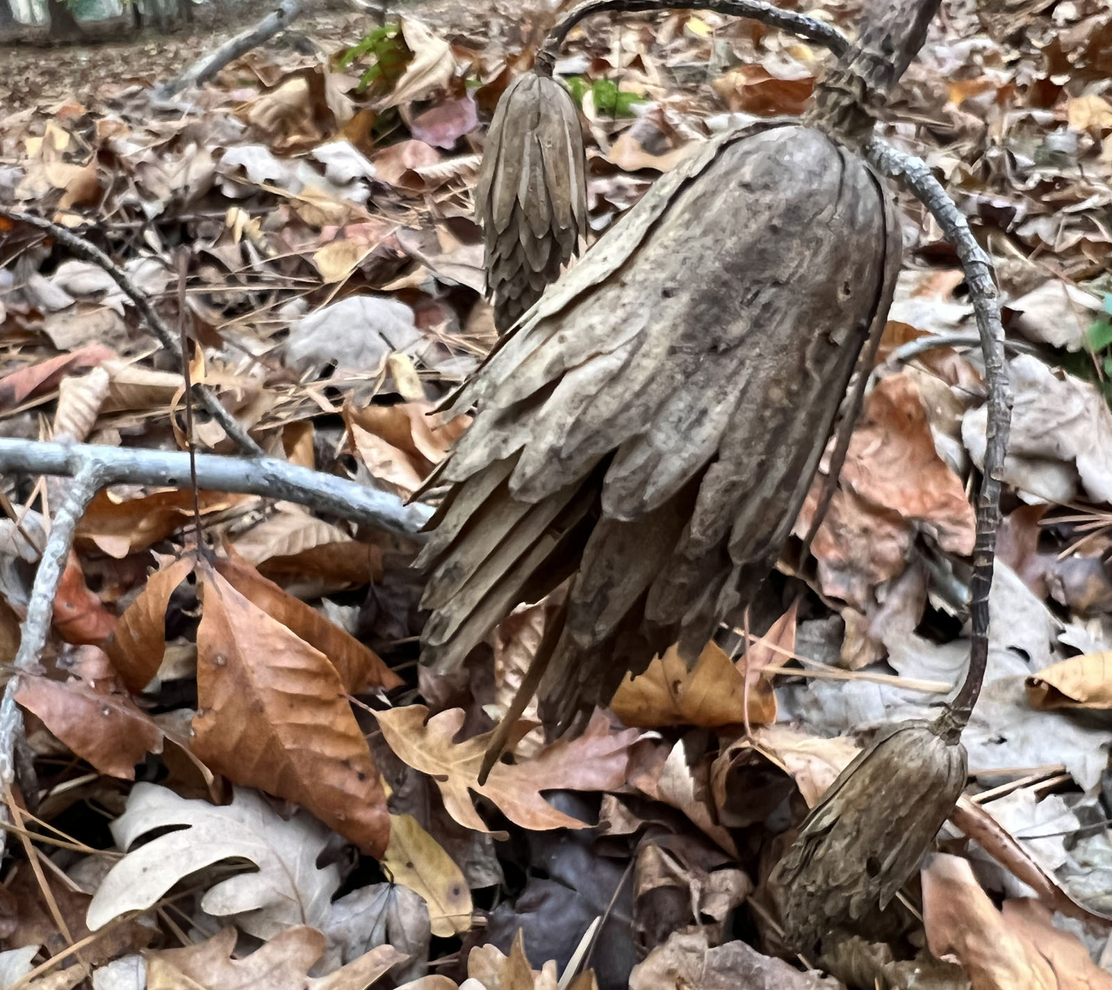 Un cône sec, brun et feuillu attaché à une brindille.