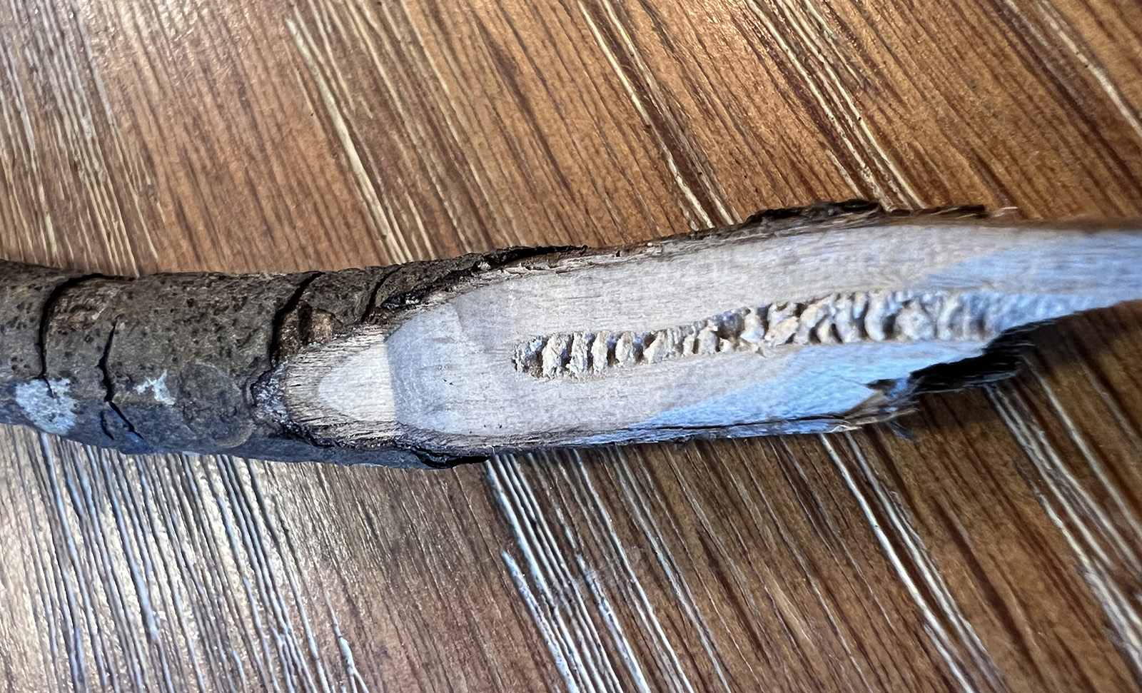 Photo d'une branche coupée en biais, révélant le cœur tendre, qui est segmenté en chambres.