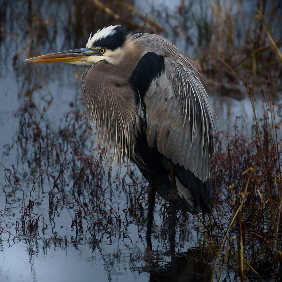 Un grand héron dans l'eau