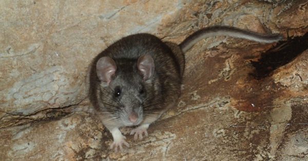 Image du rat des bois d'Allegheny