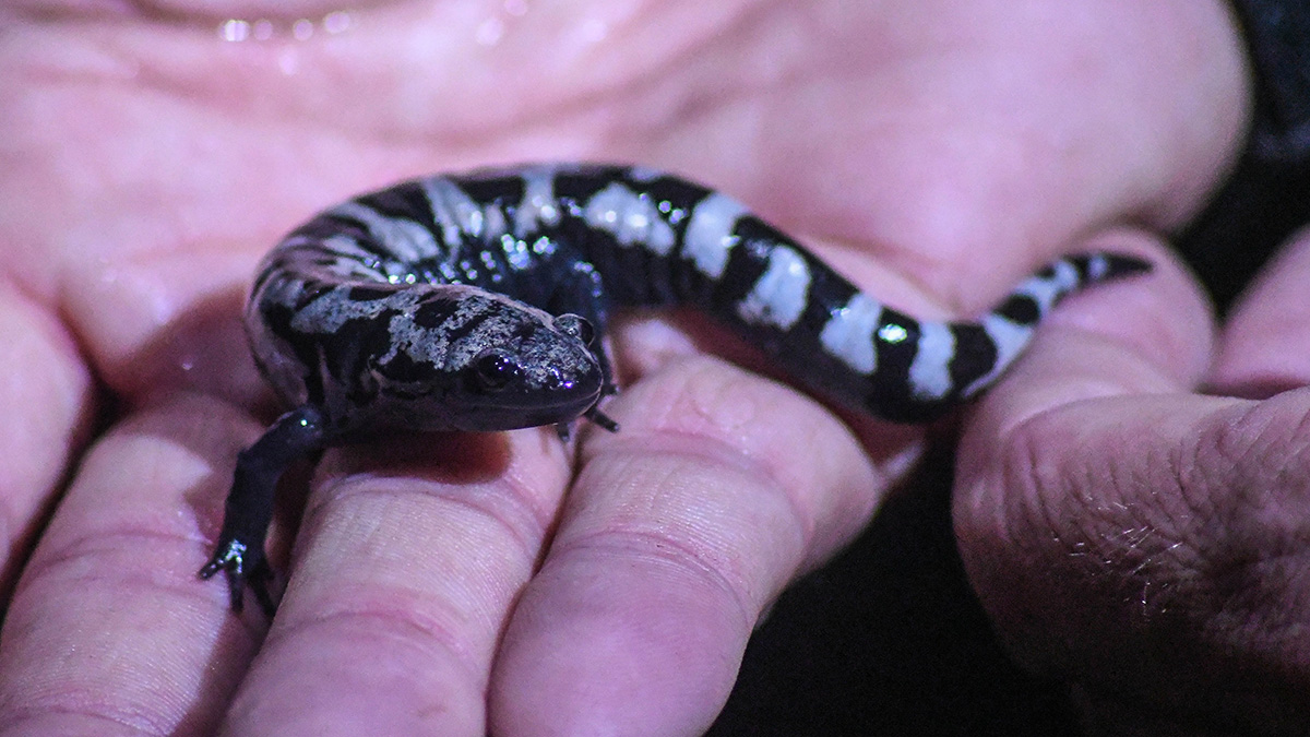 Les salamandres marbrées, bien qu'elles ne se reproduisent pas au printemps, utilisent les mares vernales pour se reproduire et sont en grande partie nocturnes.