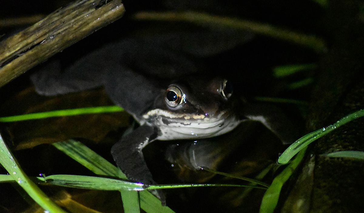 Une grenouille des bois solitaire se cachant des projecteurs des naturalistes en quête d'informations.