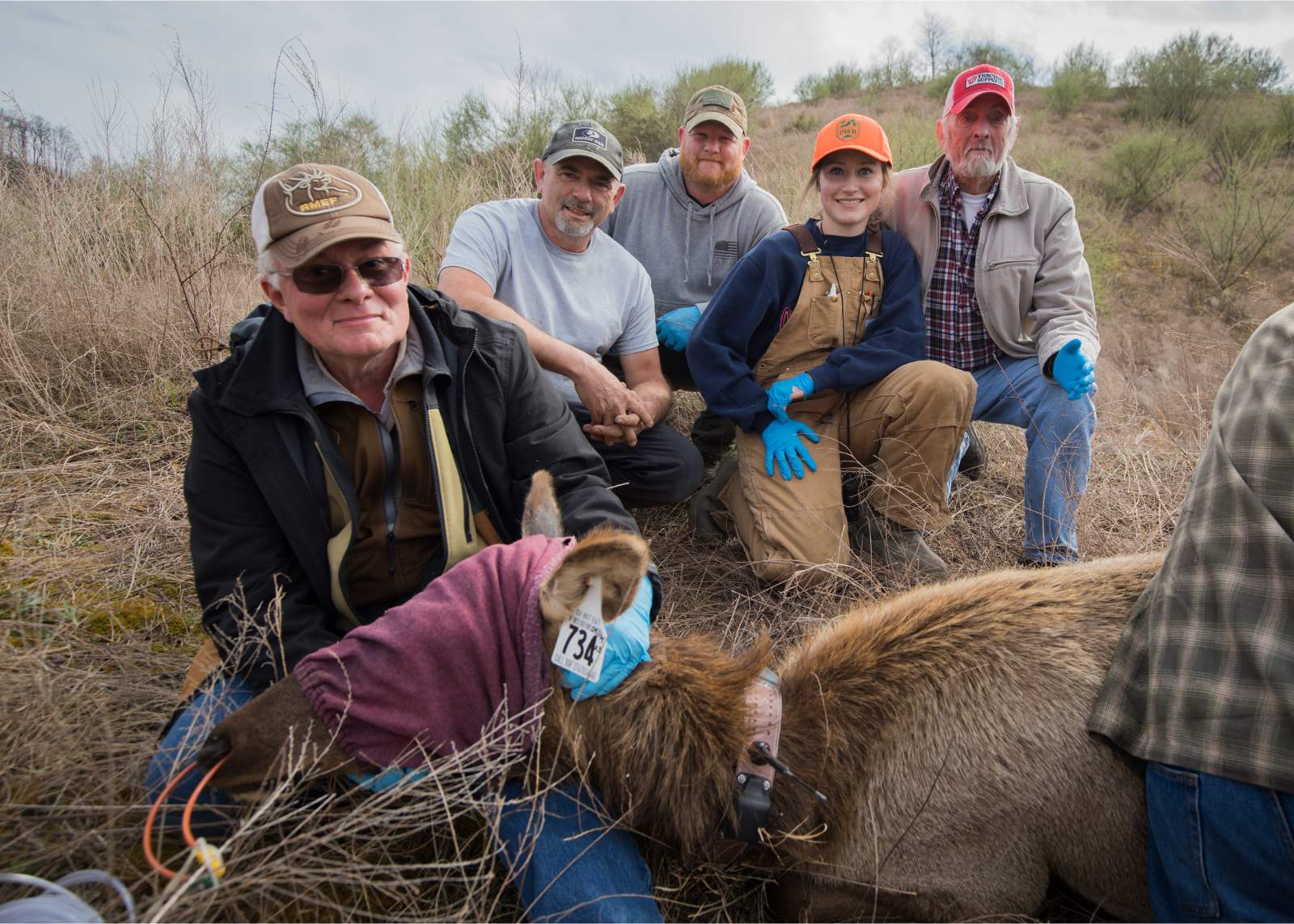 Un élan sédaté, les yeux bandés, est allongé sur le sol avec une étiquette d'oreille et un collier radio, tandis qu'un homme lui tient la tête et que quatre autres personnes se trouvent à l'arrière-plan.