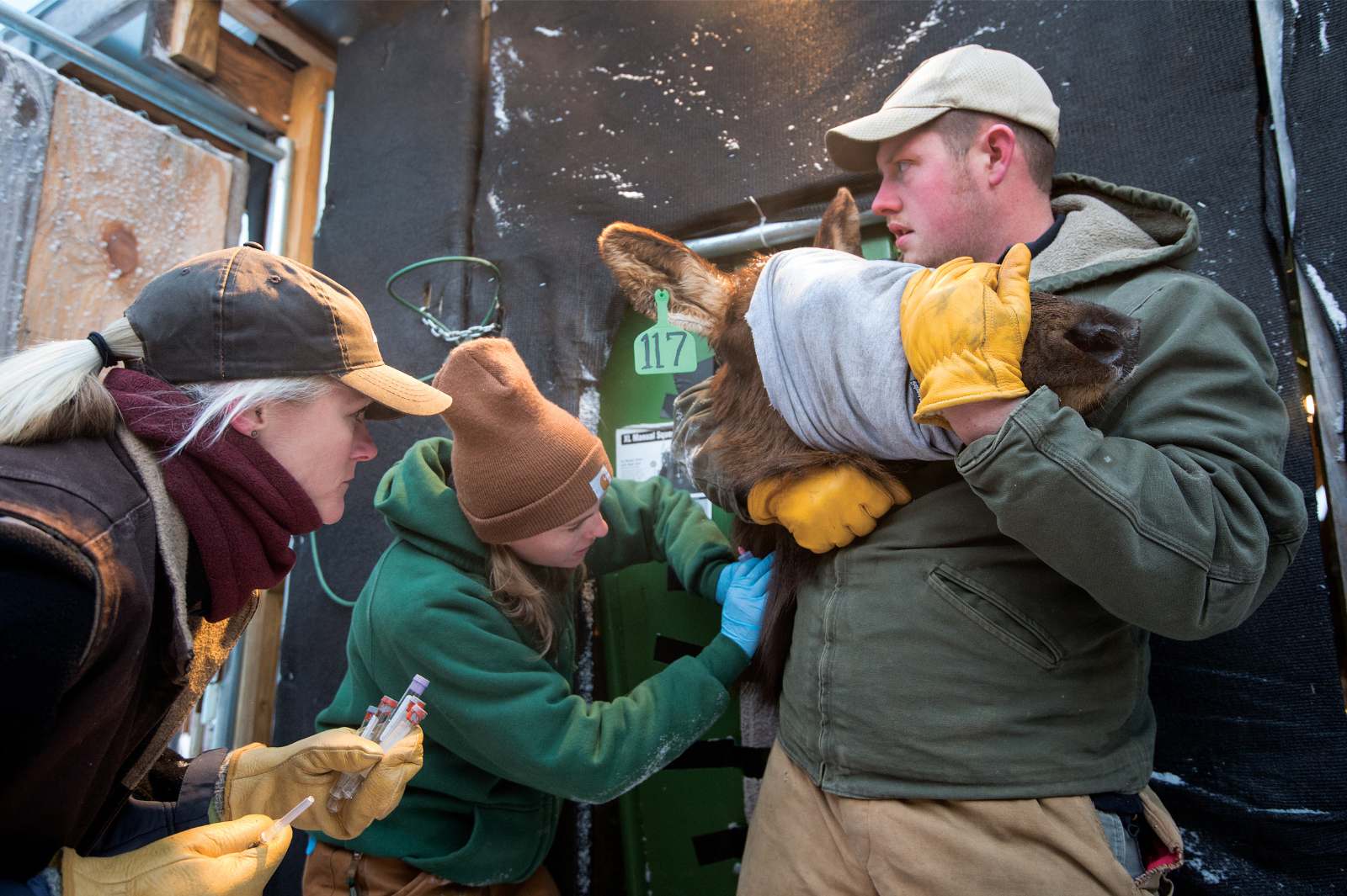 Un homme tient la tête d'un élan aux yeux bandés qui a été placé dans des stocks, tandis qu'une femme injecte quelque chose dans le cou de l'élan et qu'une autre femme regarde.