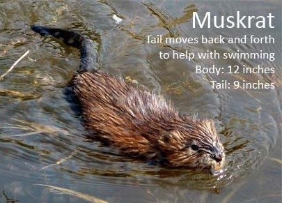 Photo d'un rat musqué