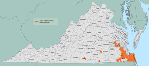 Une carte de la Virginia montrant les zones où des observations de ragondins ont été confirmées en février 2026. Ces zones sont principalement centrées autour des régions du sud-est et des eaux de marée de la Virginia, avec des poches isolées dans le centre-sud du Commonwealth.