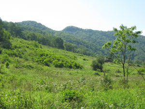 Image d'un ancien champ devenu un fourré