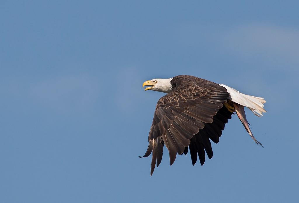 Image d'un aigle à tête blanche volant avec un poisson pris entre ses serres.