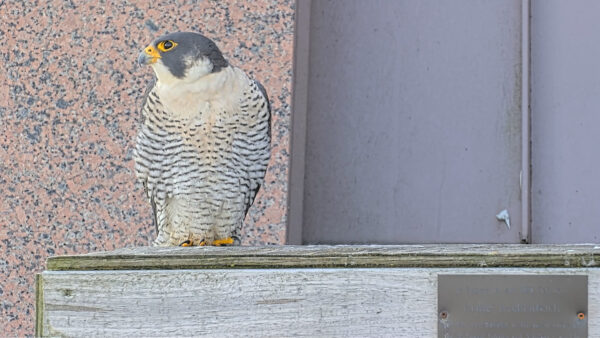 Un faucon pèlerin se tenant au-dessus de sa boîte à gratter