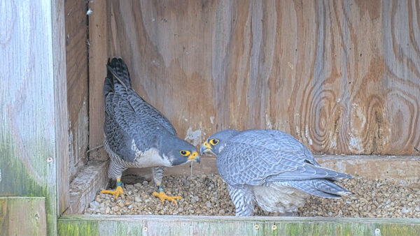 Deux faucons pèlerins à l'intérieur de leur boîte à gratter