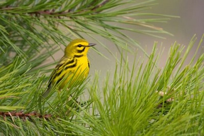 Image d'un oiseau jaune vif avec un dos et une calotte vert olive et de petites marques noires dans un pin ; il s'agit d'une fauvette des prairies.
