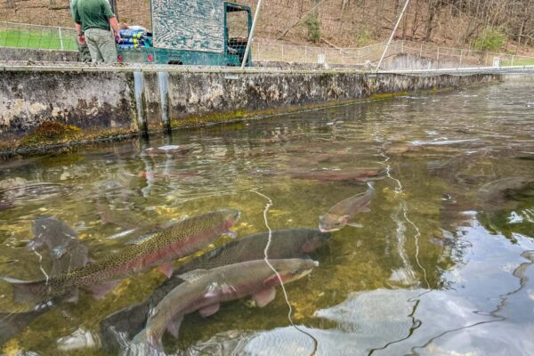 En regardant dans l'eau, vous verrez une piste de course et des truites en train de nager.