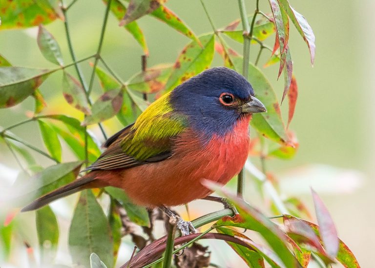 Image d'un bruant peint ; un oiseau rouge avec une tête bleue et un dos jaune perché dans un arbre.