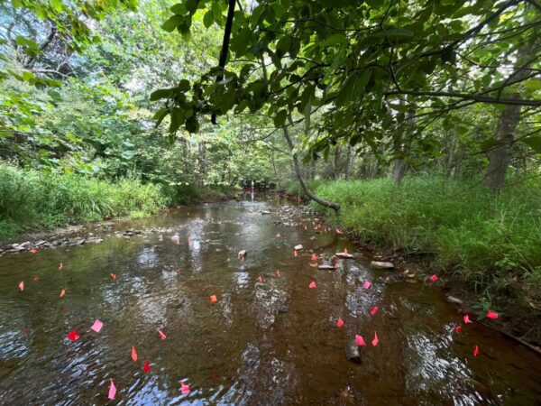 Étude de capture-marquage-recapture sur le James Spinymussel. Des drapeaux sont placés à chaque moule observée dans le cours d'eau. 