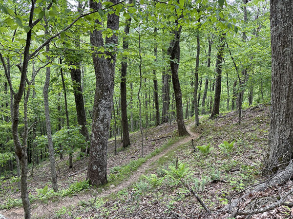 Le sentier en boucle de Harkening Hill traverse l'habitat de reproduction de la fauvette céruléenne. Crédit photo : Lisa Mease