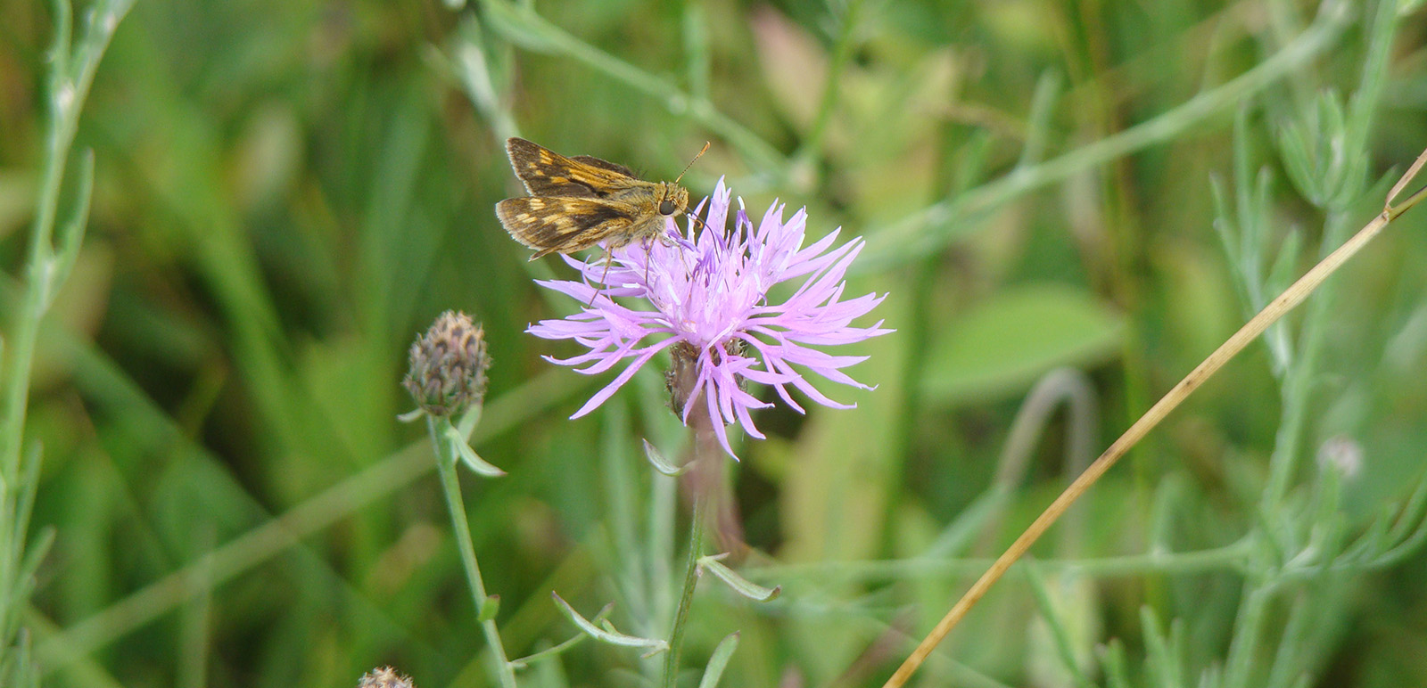 Photo d'un petit papillon posé sur une fleur de chardon violet.