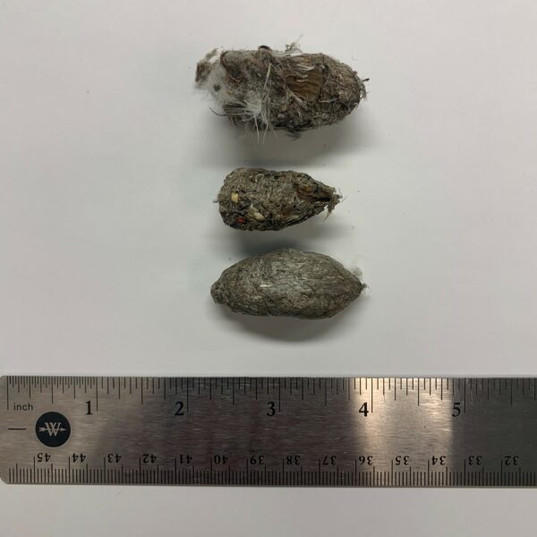 Image d'une boulette de faucon pèlerin, d'une longueur de 2 à 3 pouces, composée de plumes, de poils et d'os de leur proie.