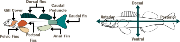 Un diagramme décrivant les termes désignant différentes parties du corps et régions des dards, telles que le pédoncule caudal.