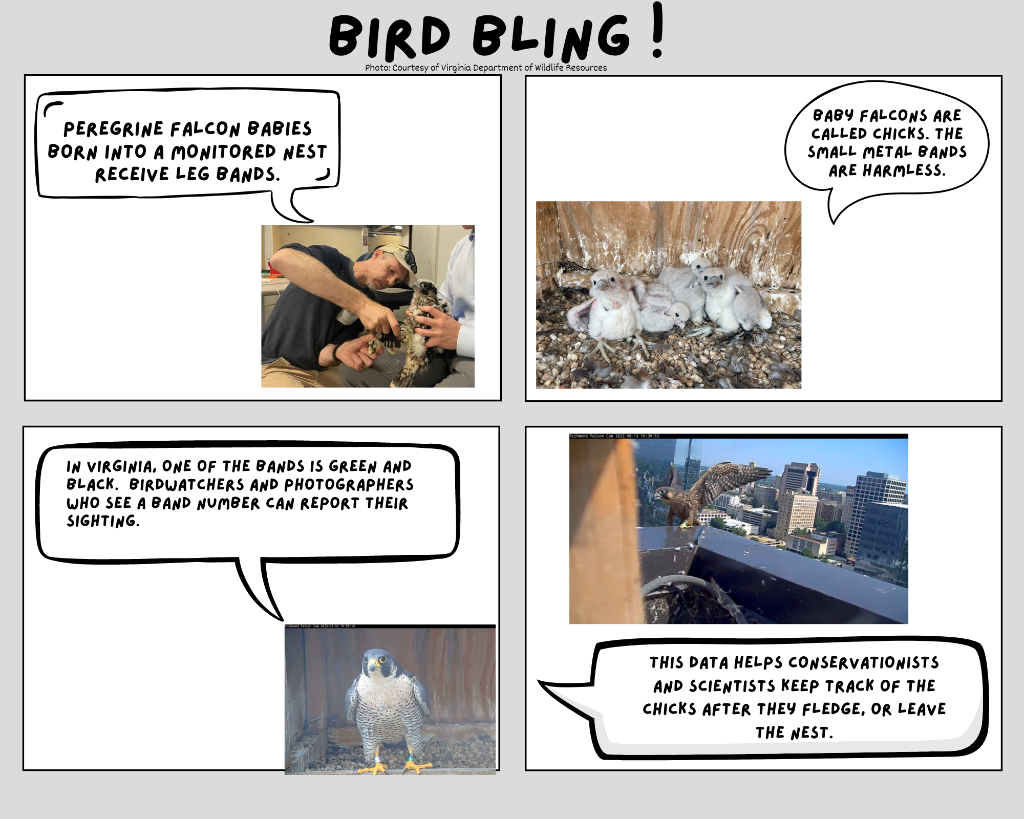 Un webcomic créé par des élèves de l'école élémentaire Colonial Trail.