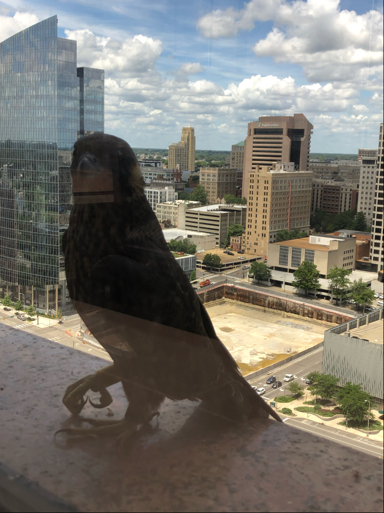 Femelle juvénile "jaune" sur le rebord de la fenêtre du Riverfront Plaza.