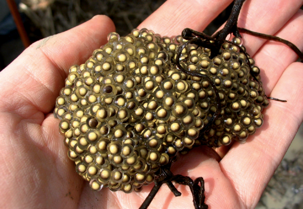 Une image de la grenouille pickerel