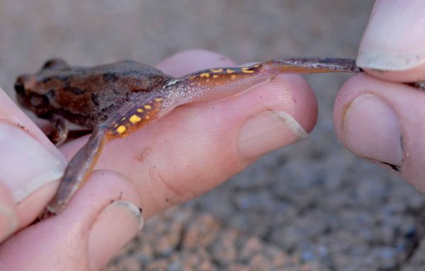 Une image de la rainette des pins