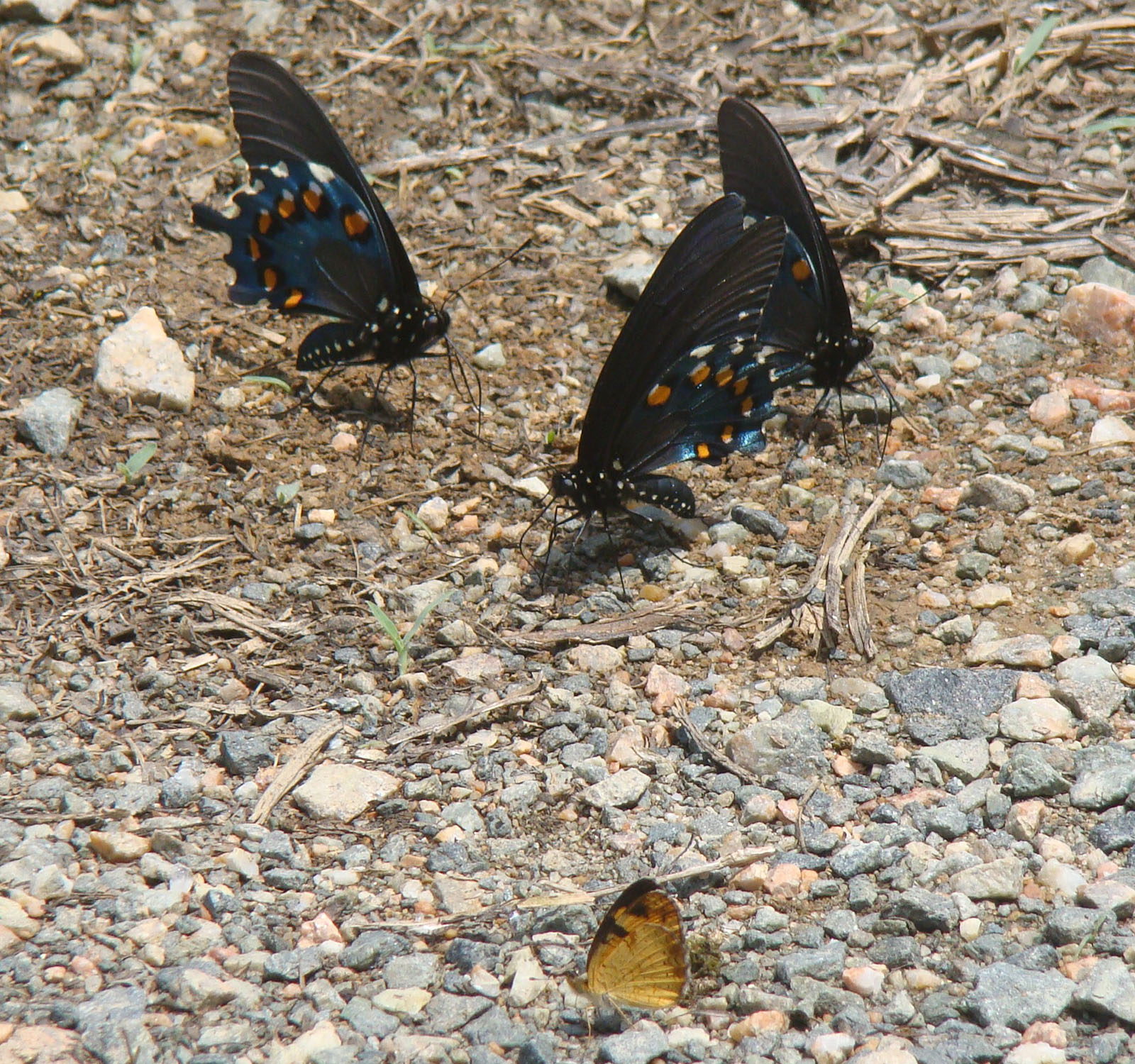 Photo de trois grands papillons aux ailes noires avec des taches bleues et orange, avec un plus petit papillon aux ailes jaunes et noires. 