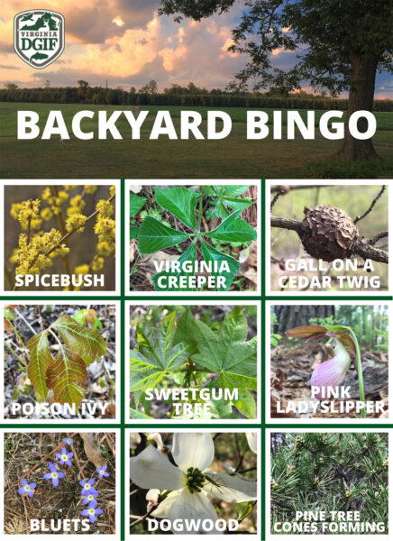 Cliquez pour ouvrir une version PDF du tableau de bingo du jardin - édition végétale
