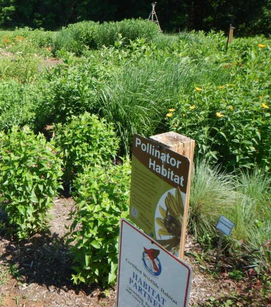 Jardin de démonstration de l'habitat des pollinisateurs au parc Pleasant Grove,