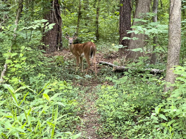 Un cerf de Virginie en alerte, mais non dérangé par les gens et les animaux domestiques.