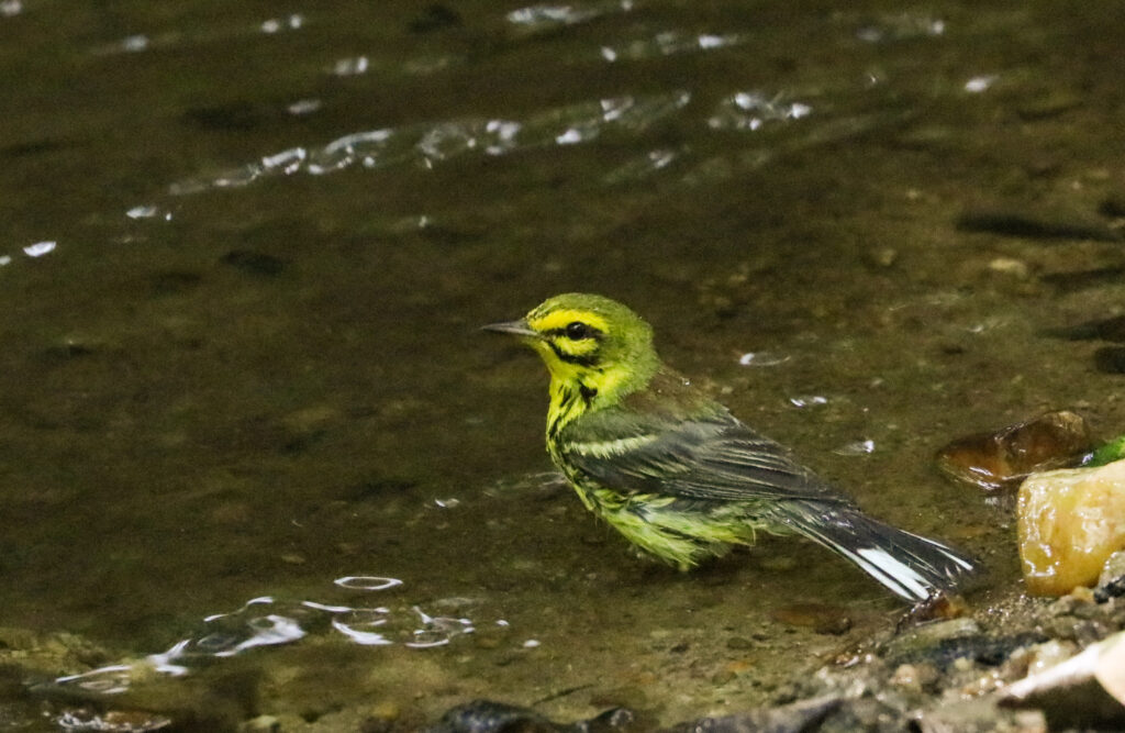 Paruline des prairies se baignant dans un ruisseau