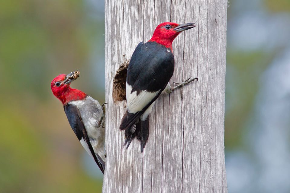 Image de deux oiseaux noirs à tête rouge et ventre blanc perchés sur un poteau de clôture en bois avec un trou de nidification ; il s'agit de pics à tête rouge.
