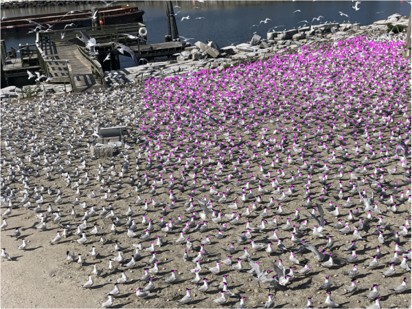 Image après l'utilisation de DotDotGoose pour effectuer le comptage. 