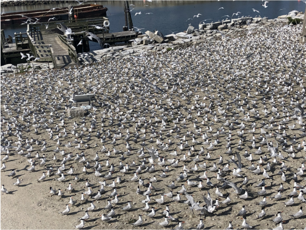 Image originale utilisée pour une estimation du nombre de colonies à Fort Wool. 