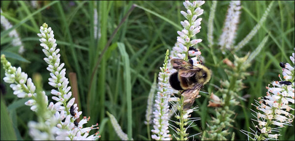 Image d'un bourdon à taches rouille au sommet d'une plante qui produit de petites flèches de fleurs blanches.