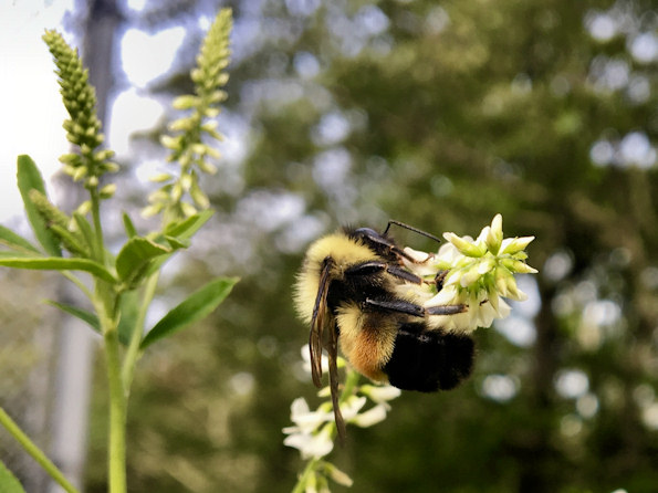 Image d'une abeille à bulbe rouillé buvant le nectar d'une plante qui produit des fleurs blanches au sommet de flèches ; cette image a été prise dans le comté de Bath, en Virginie.