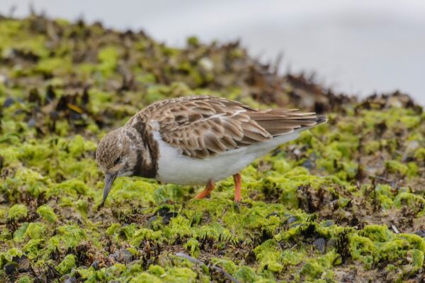 Un petit oiseau au plumage brun et blanc, connu sous le nom de tournepierre à collier, cherche sa nourriture sur une surface rocheuse et moussue près de l'eau. 