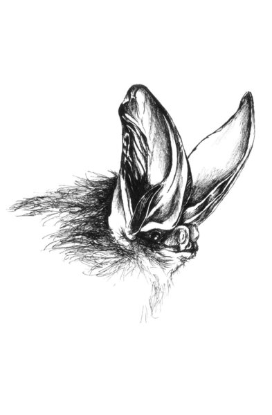Représentation artistique de la chauve-souris à grandes oreilles de Rafinesque.