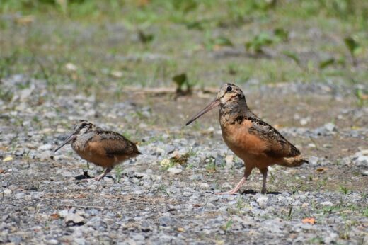 Bécasse d'Amérique dans le comté de Russell 