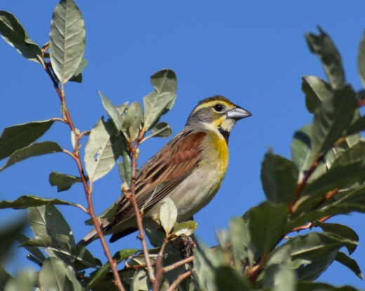 Un dickcissel dans un arbre