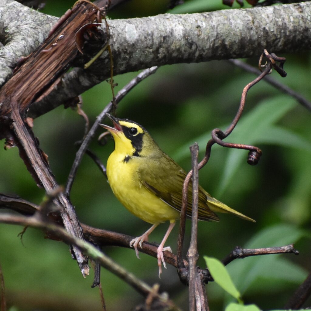 Une fauvette du Kentucky dans un arbre