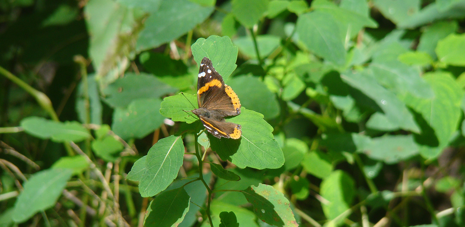 Photo d'un papillon brun, orange et blanc posé sur des feuilles vertes.