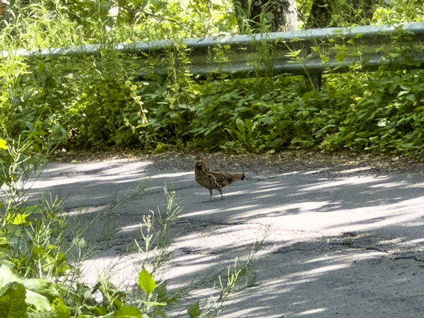 Une gélinotte huppée femelle traversant la route de Reddish Knob Spur. Au moins quatre autres oiseaux, peut-être des oisillons, se cachaient des deux côtés de la route. Crédit photo : Lisa Mease
